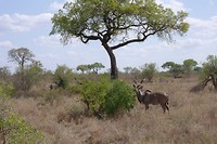 Kudu