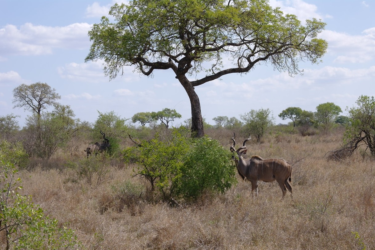 Kudu