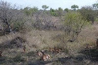 Impala's