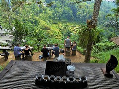 Coffee plantation
