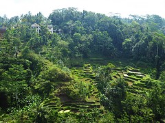 View of the ricefields