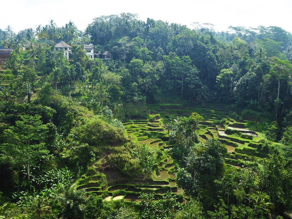 View of the ricefields