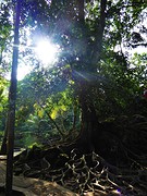 Super cool tree!!
