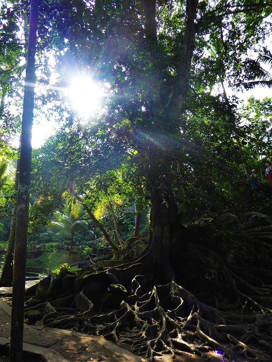 Super cool tree!!