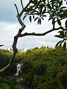 Ubud's waterfall