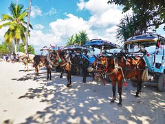 Gili Air: horses