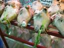Schapen met een fris groen blaadje