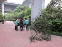 Boomplantactie