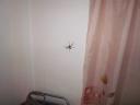 De grote boze spin