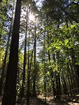 IMG_4384