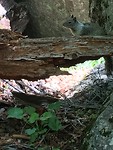 IMG_4442