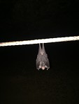 Bat