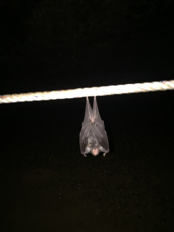 Bat
