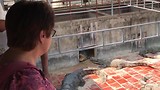 Crocodile farm