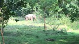 De 1e olifant!