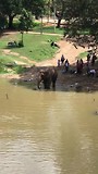 Tempelolifant mag in bad.