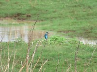 IJsvogel.