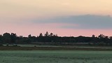Wilde herten voor onze hotelkamer.