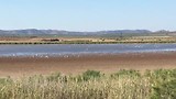 Flamingo’s in de Laguna dulce.