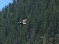 Bald Eagle ofwel Amerikaanse witkop adelaar.