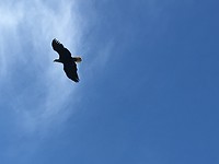 Eagle in the sky