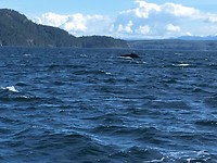 En dan eindelijk de ‘humpback’ walvis