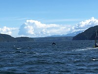 Een walvis!