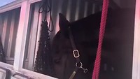 De paardentrailer van West Coast Vaulters