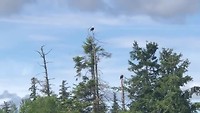Bald Eagles achter onze camper.