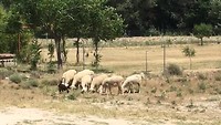 Deel van grote schaapskudde. De oortjes van de schapen bewegen vrolijk mee.