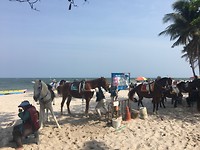 De paardjes op strand van Hua Hin
