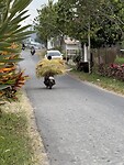 Rijst achterop de scooter