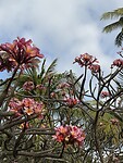 Wat is dit toch een prachtige bloem, cambodja