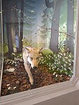 Oog in oog met wolvin in Museum Natur und Mensch (Freiburg)