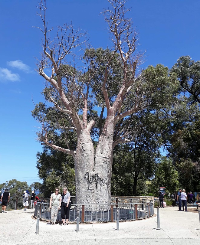 The boab tree