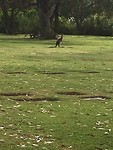Pinnaroo Valley Memorial Park