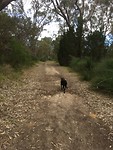 A morning walk with Asher