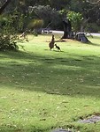 Pinnaroo Valley Memorial Park Kangaroo Mother with her baby