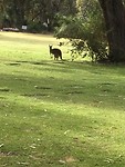 Kangaroo at Pinnaroo Valley Memorial Park