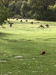 many Kangaroos at Pinnaroo Valley Memorial Park
