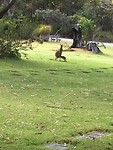 Mother Kangaroo with her baby