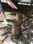 The first Quokka we saw