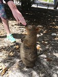 The first Quokka we saw