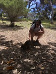Meeting my first Quokka