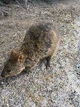 Quokka
