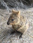 Quokka