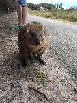 Quokka