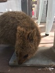 Baby Quokka