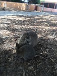 Mommy with baby Quokka