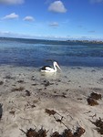 Pelican passing by